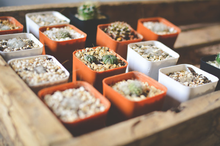 Little beautiful cactus  wood background , hipster toneの写真素材