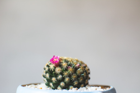 Little beautiful cactus  wood background , hipster tone, soft focusの写真素材