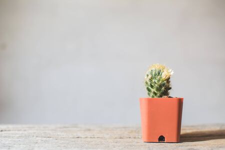 Little beautiful cactus  wood background , hipster tone, soft focusの写真素材