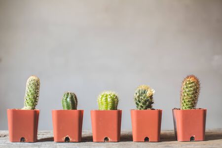 Little beautiful cactus  wood background , hipster tone, soft focusの写真素材