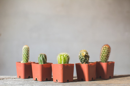 Little beautiful cactus  wood background , hipster tone, soft focusの写真素材