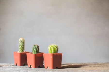 Little beautiful cactus  wood background , hipster tone, soft focusの写真素材