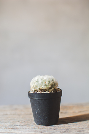 Little beautiful cactus  wood background , hipster tone, soft focusの写真素材