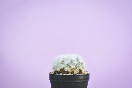 Little beautiful cactus  purple background , hipster toneの写真素材