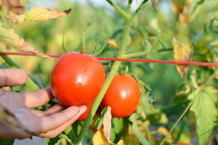 Fresh red tomatoes on plant in farmの写真素材