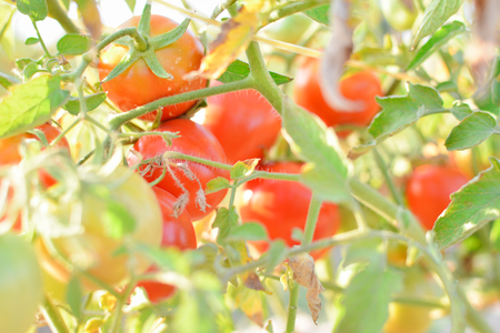 Fresh red tomatoes on plant in farmの写真素材