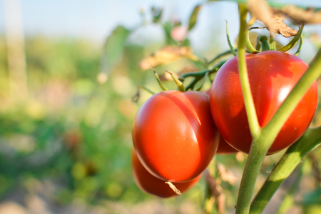 Fresh red tomatoes on plant in farmの写真素材