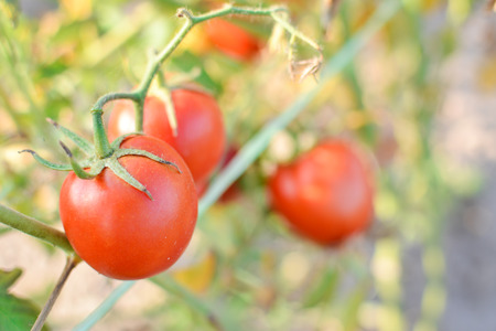 Fresh red tomatoes on plant in farmの写真素材