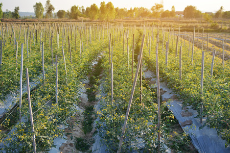 Fresh red tomatoes on plant in farmの写真素材