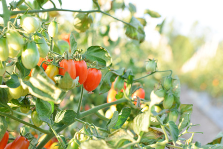 Fresh red tomatoes on plant in farmの写真素材