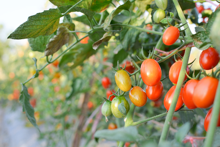 Fresh red tomatoes on plant in farmの写真素材
