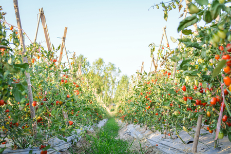 Fresh red tomatoes on plant in farmの写真素材
