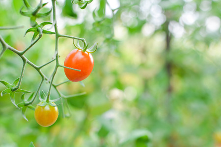 Fresh red tomatoes on plant in farmの写真素材