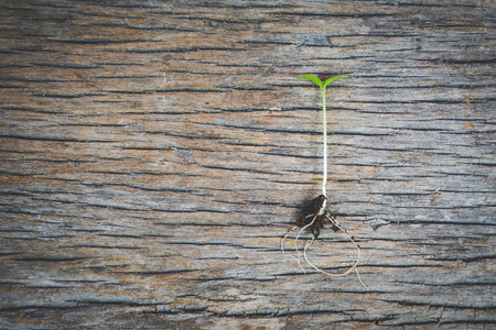 Green plant on wood background and copy spaceの写真素材
