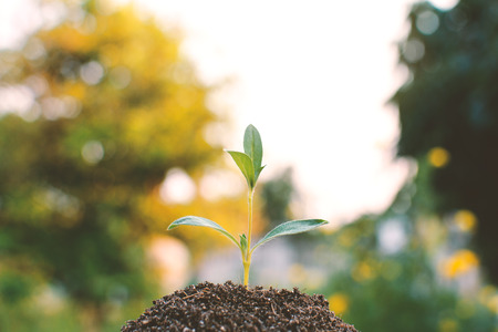 Green plant on soil and tree bokeh background selective and soft focus a colour of vintage toneの写真素材