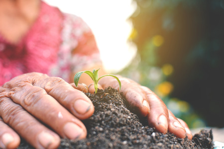 Old hand planting a tree on soil selective and soft focus a colour of vintage toneの写真素材