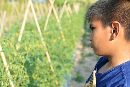 Asian boy working on tomato farmの写真素材