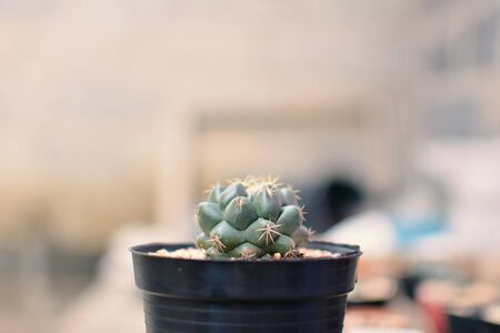 Little beautiful cactus  purple background , hipster toneの写真素材