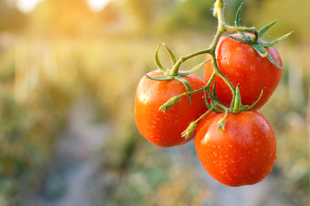 Fresh red tomatoes on a plant in a farmの写真素材
