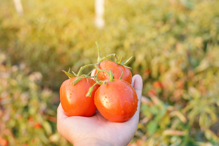Hand holding fresh red tomatoes in farmの写真素材