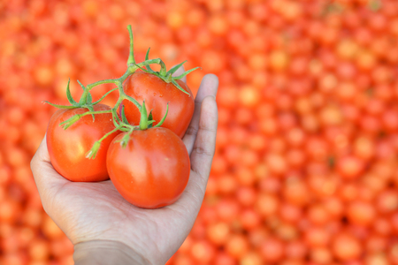 Hand holding fresh red tomatoes in farmの写真素材