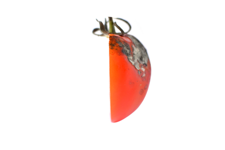 Rotten  tomatoes on white backgroundの写真素材