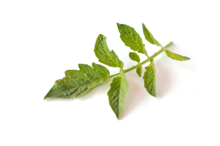 Tomato leaf on white backgroundの写真素材