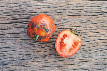 Rotten group of tomato on old wood background, selective and soft focusの写真素材