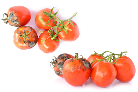 Rotten  tomatoes on white backgroundの写真素材