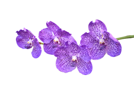 Close up purple orchid on white backgroundの写真素材