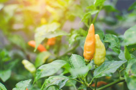 Chili on plant in gardenの写真素材