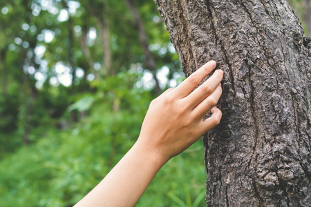 Young female hand touching a tree in forest, concept saving of environmentの写真素材