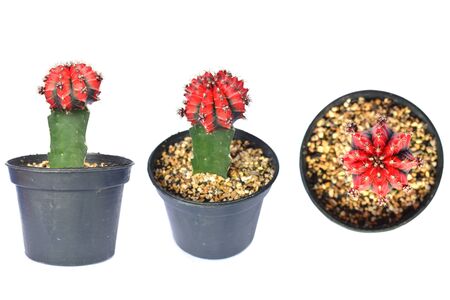 Group of red gymnocalycium cactus on white backgroundの写真素材