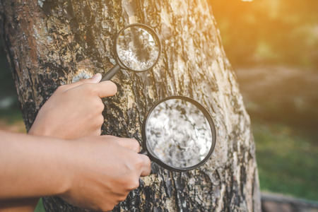 Close up hand holding magnifying glass and big tree color of hipster tone selective soft focus, concept natural explorerの写真素材