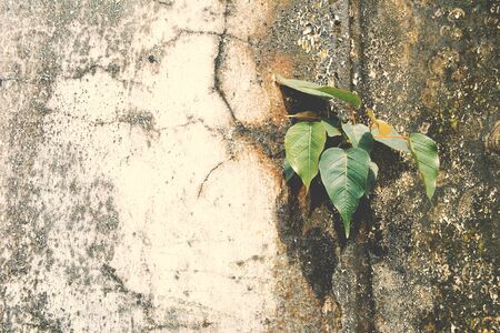 Old wall background for textureの写真素材