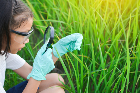 Girl hands holding magnifying glass in rice field, concept natural explorerの写真素材