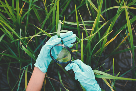 Close up hands holding magnifying glass in garden color of hipster tone selective soft focus, concept natural explorerの写真素材