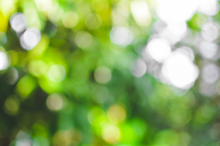 Abstract green of tree bokeh  background for textureの写真素材