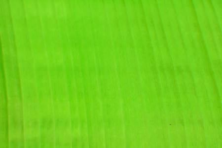 Fresh banana leaf background for textureの写真素材