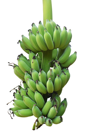 Green banana on a white backgroundの写真素材
