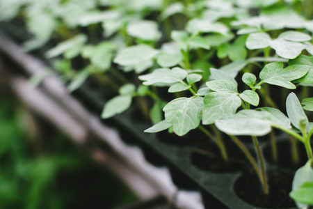 Tomato plant on pot before planting in gardenの写真素材