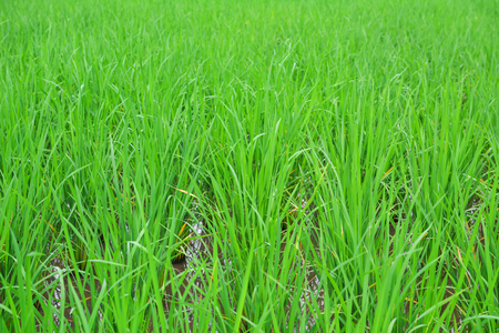 Green rice plant in fieldの写真素材