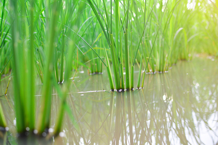 Green rice plant in fieldの写真素材