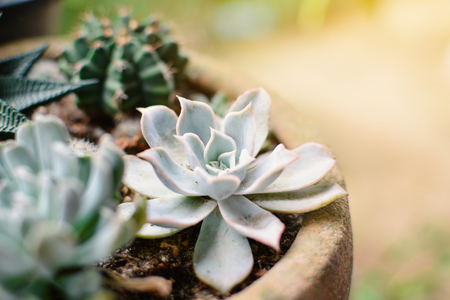 Group of little beautiful cactus in pot , hipster tone and soft focusの写真素材