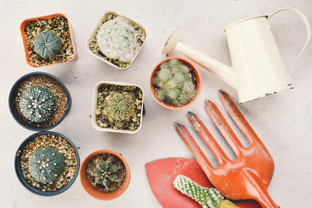 Top view little beautiful cactus in potの写真素材