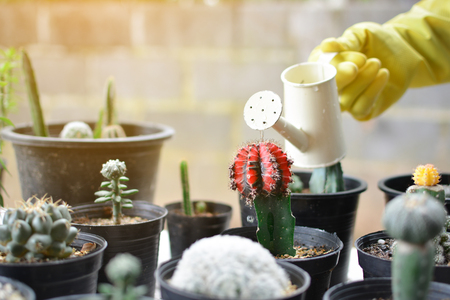 Hand in yellow glove watering cactusの写真素材