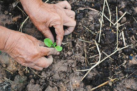 Old hands planting young vegetable on soilの写真素材