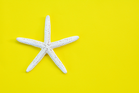 shell on yellow backgroundの写真素材