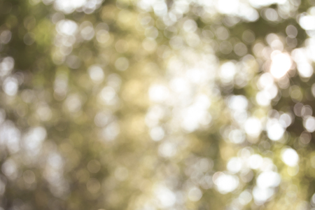 Tree bokeh backgroundの写真素材