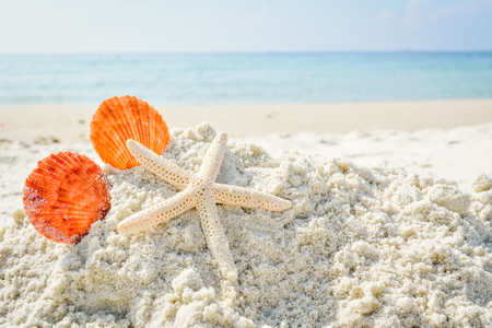 shell on sand ,concept vacation to the beachの写真素材